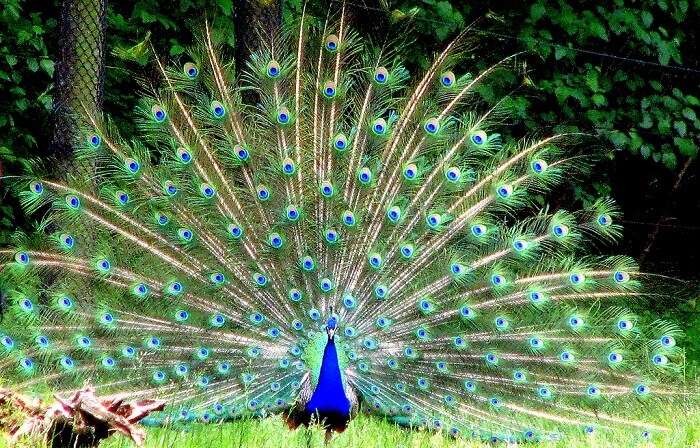 33 Largest Zoos In The World That Are A Must Visit In 2021