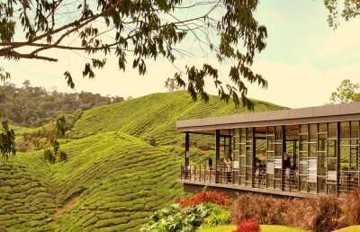 12 Updated Things To Do In Cameron Highlands (With Photos) In 2022