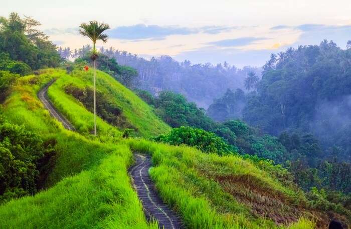 Campuhan Ridge View in Bali