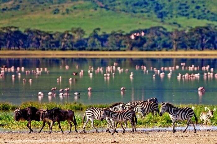 Wildlife In Kenya: Witness The Gorgeous Fauna At Its Best!
