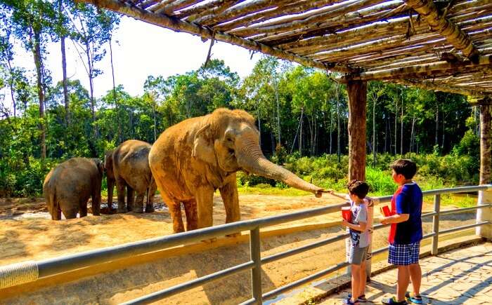 child feeding food to the elephant in the zoo