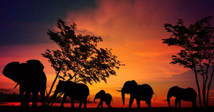 Silhouette of wild elephants