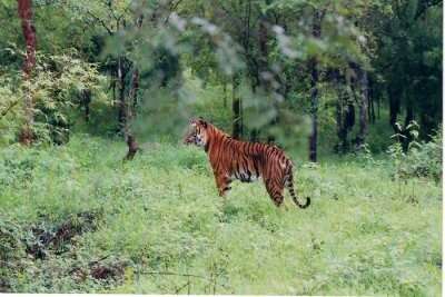 Bhadra Wildlife Sanctuary is one of the best places to visit in Chikmagalur