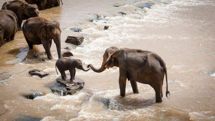 elephant playing