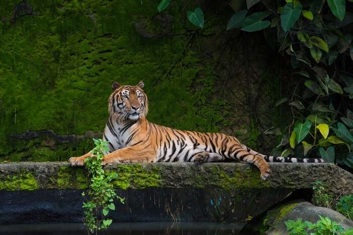 Manas Tiger Reserve
