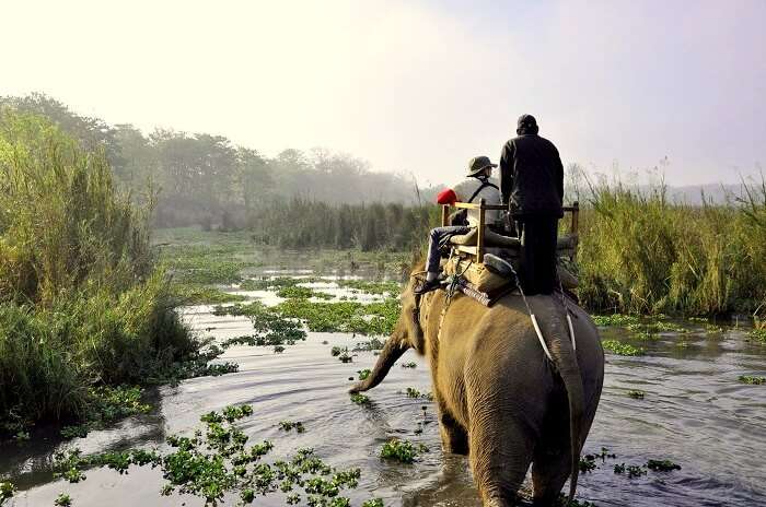 Safari In Nepal Cover