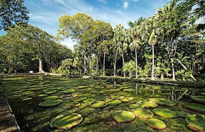 matale spice garden