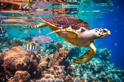 Turtle in maldives