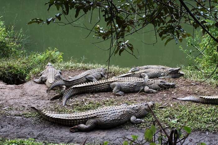 crocodile resting