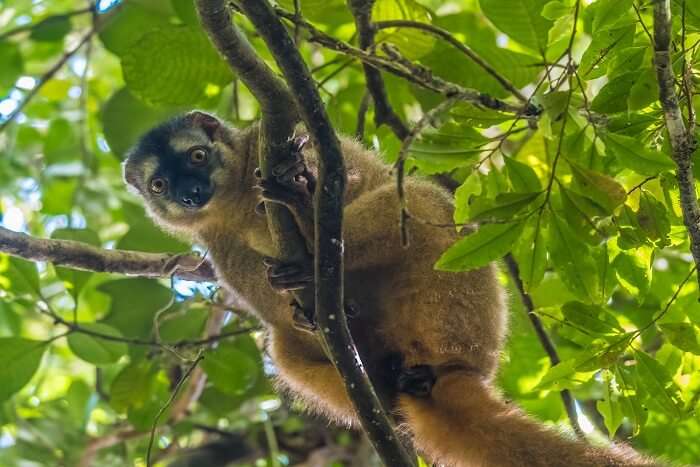 golden Lemurs in Ranomafana