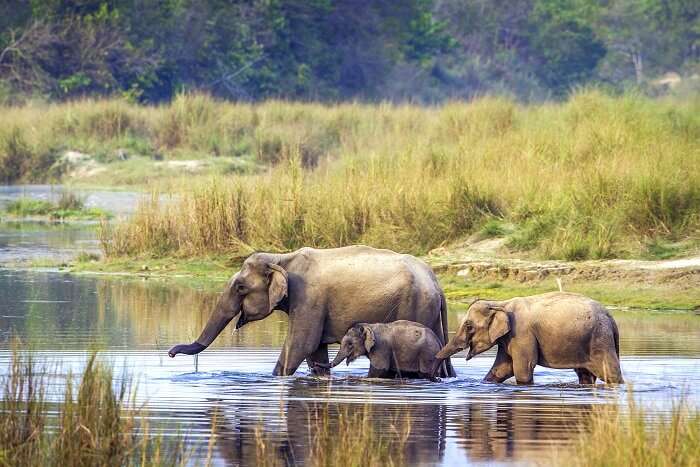 Visit The Bardia National Park For An Utmost Wild Experience