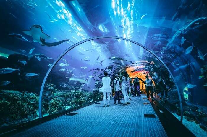 Dubai & Underwater Zoo: All You Need