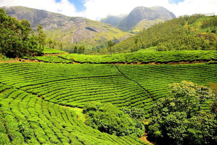 3 Tea Plantations In Malaysia: A Refreshing Visual Indulgence