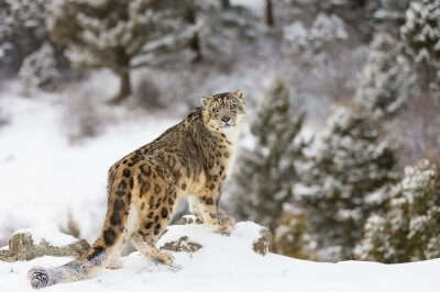 leopard in snow
