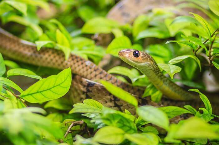 snakes in maldives