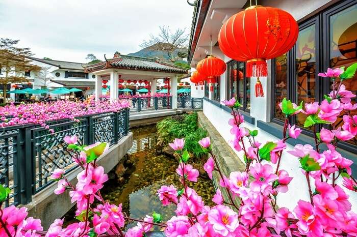 beautiful flowers of village ngong ping