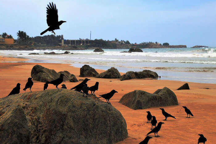 A group of crows sitting on the beach 