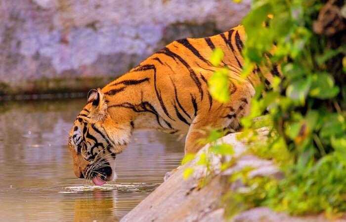 Sundarban Tourism