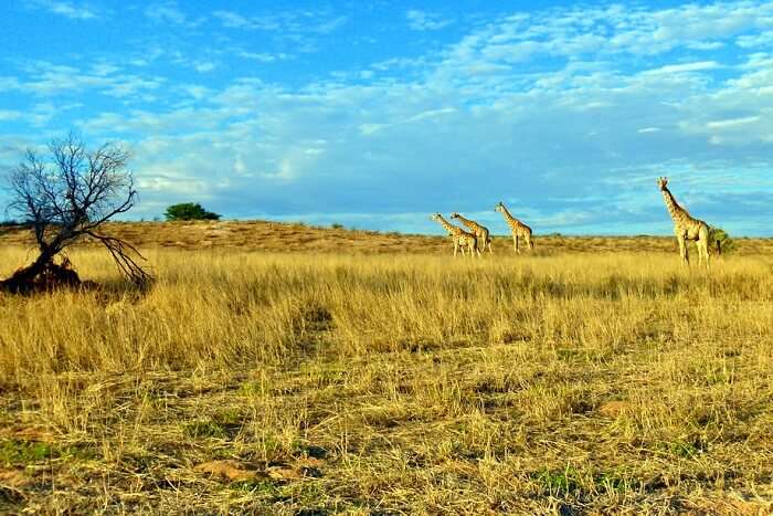 Your Comprehensive Guide To Kgalagadi Transfrontier Park