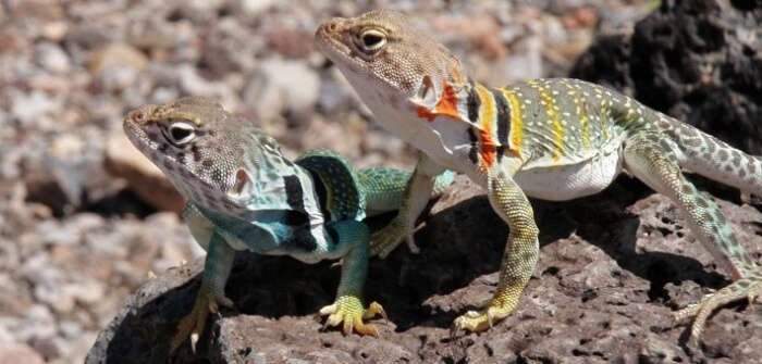 colourful lizard