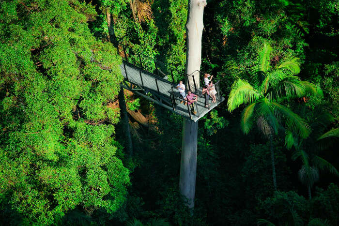 Mount Tamborine Rainforest Skywalk