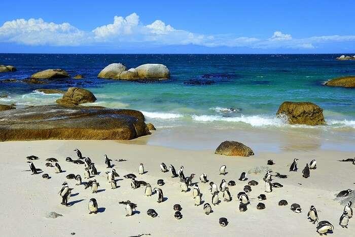 boulders beach cover img