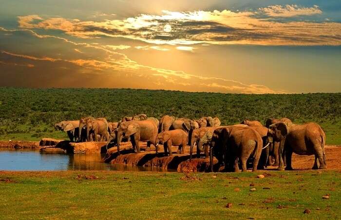 Addo Elephant National Park: All You Need To Know About!