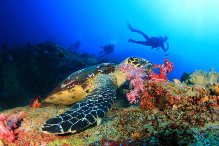 Scuba Diving In Mexico
