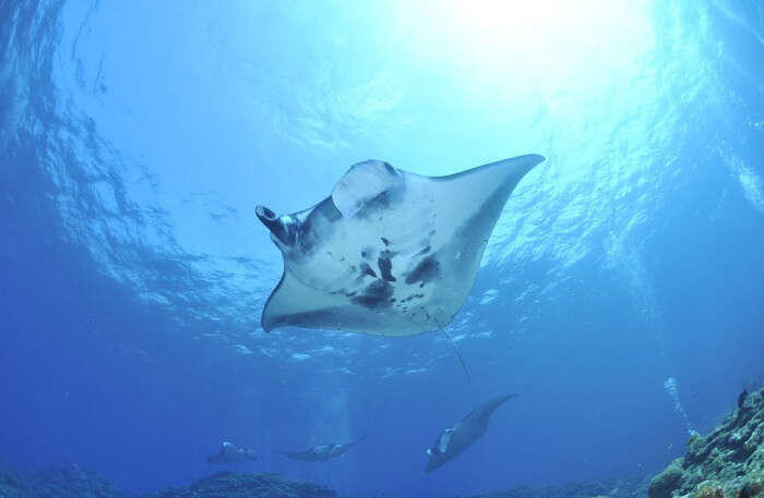 Large fish view