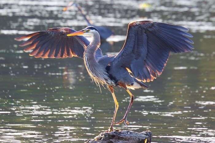 Canada Wildlife