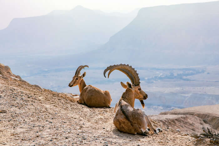 Wildlife In Egypt