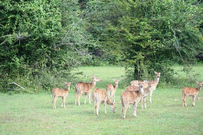 Best of Kumana National Park