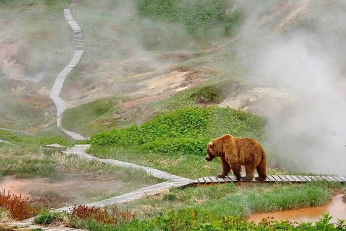 Wildlife in Russia