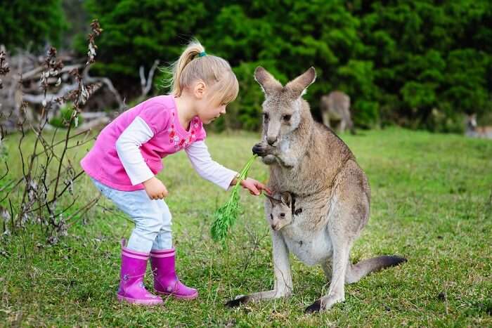 Best and Famous Zoos of Sydney