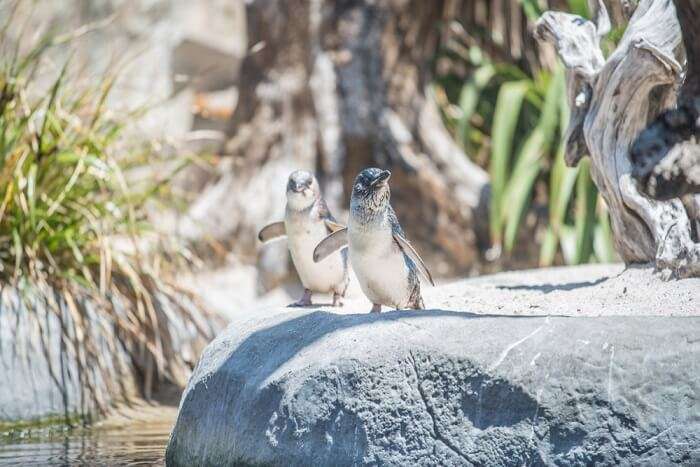 Birds of zoo