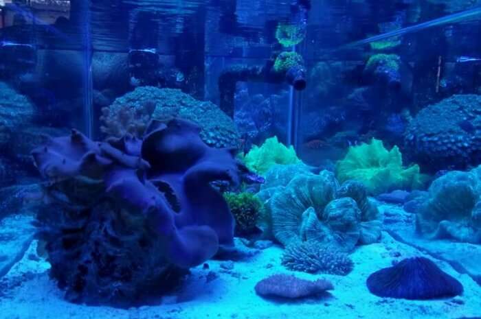 Deep Blue Aquarium