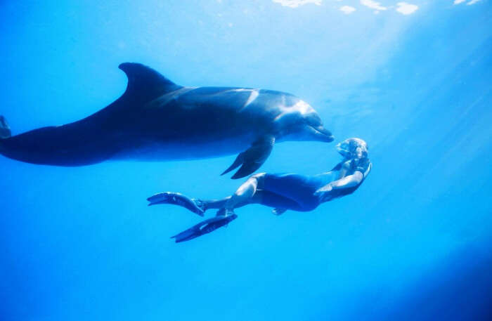 Dolphin Encounters Mauritius