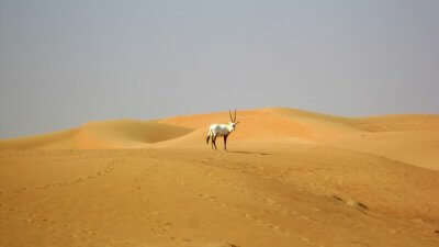 Dubai Desert Conservation Reserve in Dubai