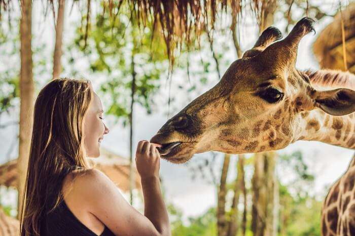 wildlife safari miami