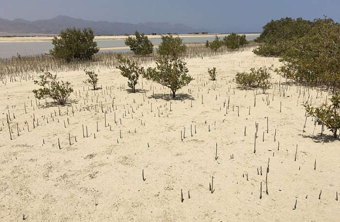 Nabq Protected Area
