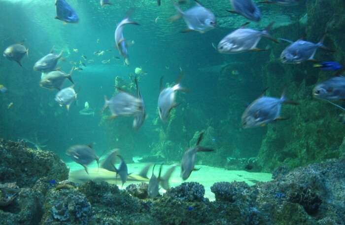 Ocean LIFE Sydney Aquarium