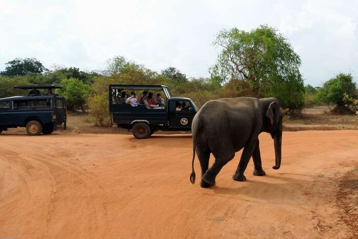 Elephant and jeep