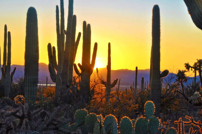 10 Best Phoenix National Parks For Every Nature Lover