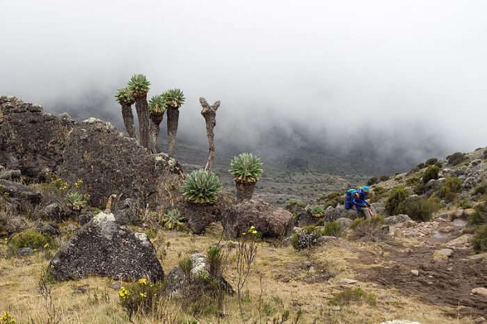 Amazing Trekking In Tanzania