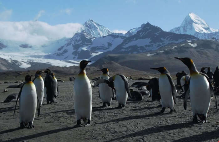 Beautiful South Georgia Island