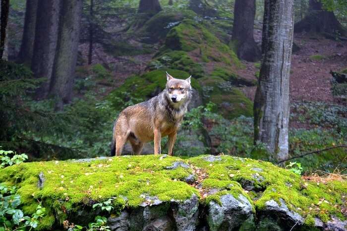 Top National parks of Germany