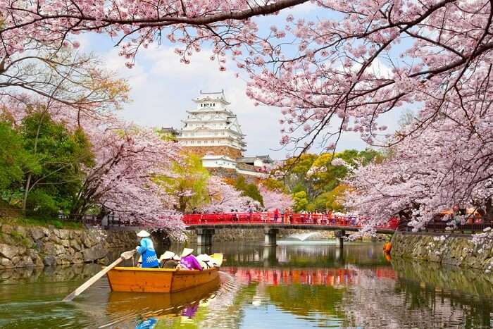 Wizards to Celebrate Cherry Blossom Night on March 24