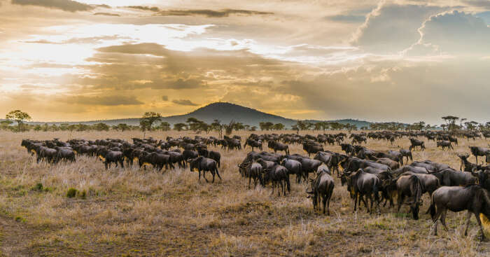Best National Parks In Tanzania