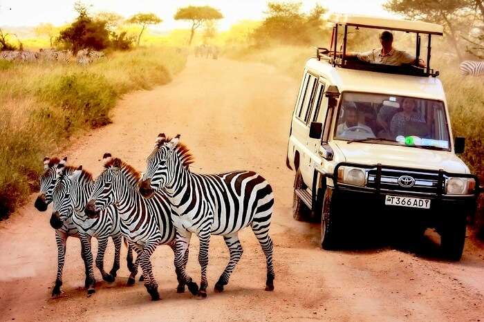 tour safari tanzania horizons