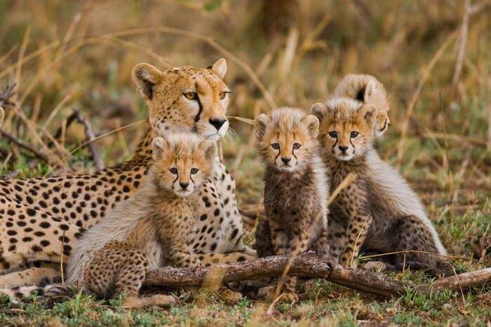 10 Wonderful Wildlife In Tanzania To Spot On Your Safari!